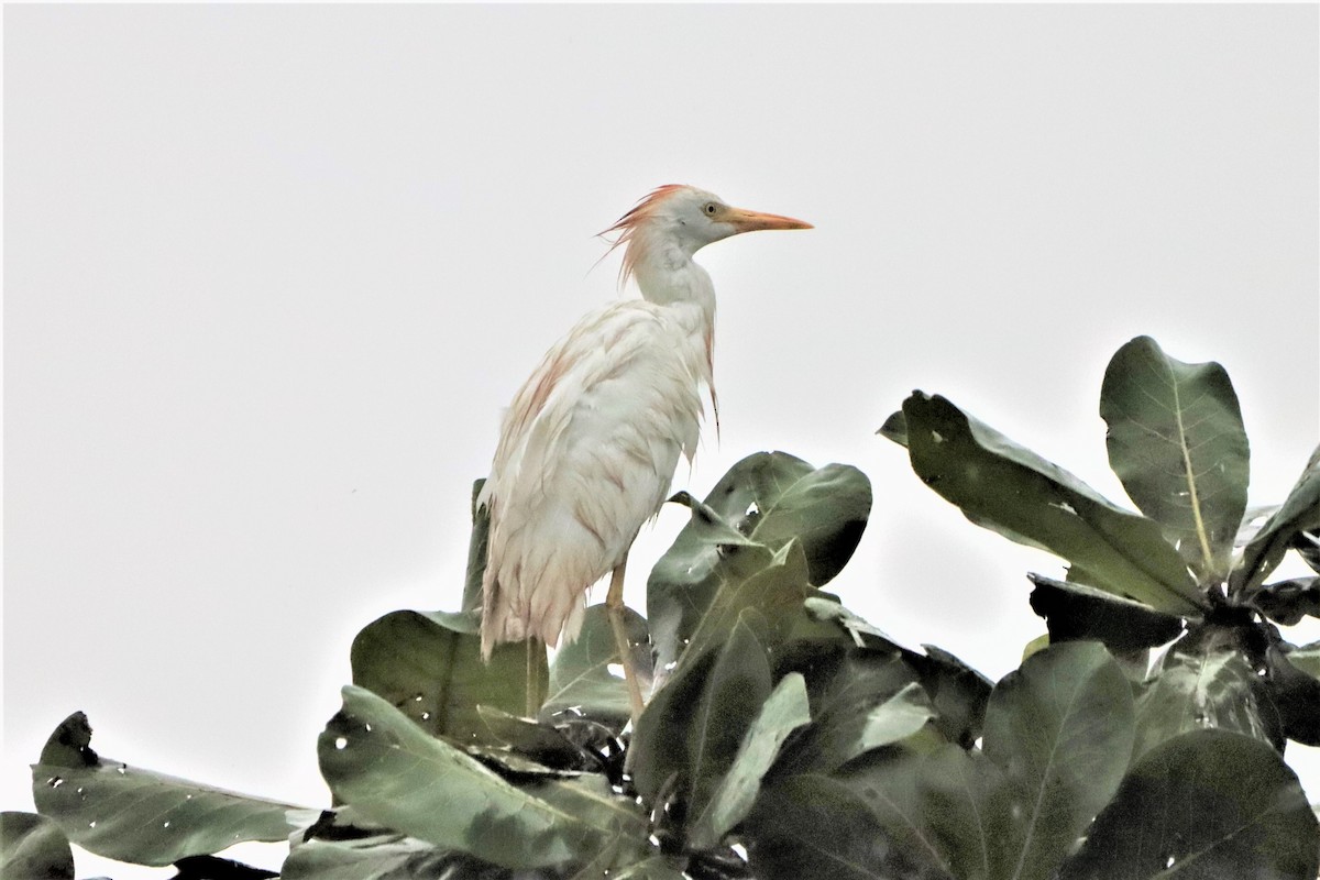 Western Cattle Egret - Erwin Van de Put