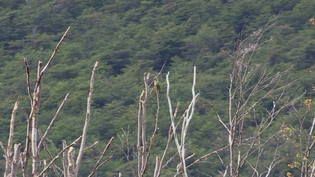 Austral Parakeet - ML452418281