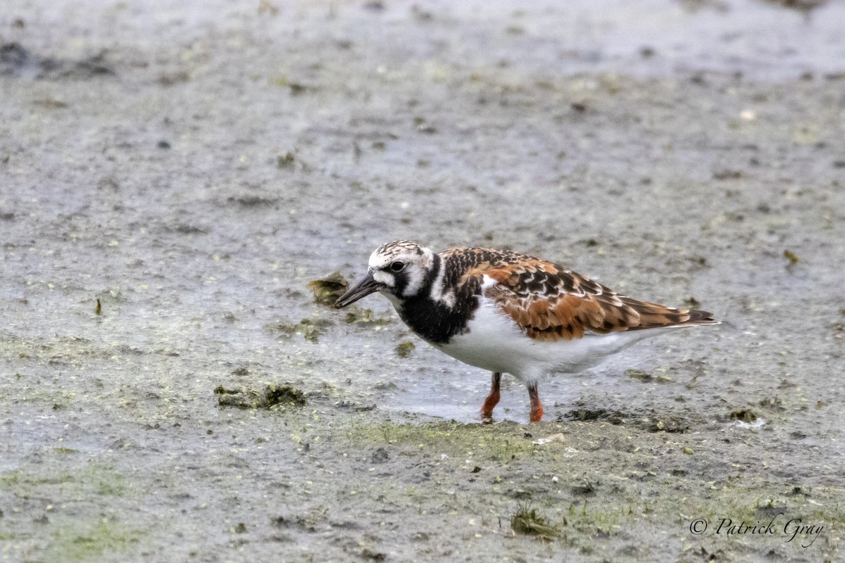 Ruddy Turnstone - Patrick Gray