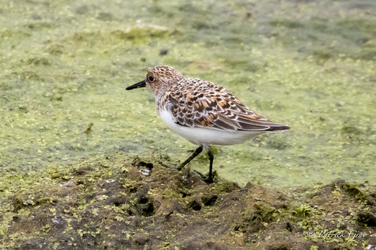 Bécasseau sanderling - ML452418781