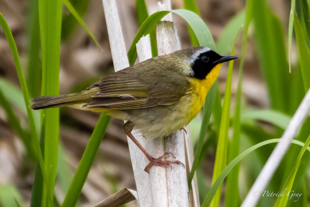 Common Yellowthroat - ML452418881