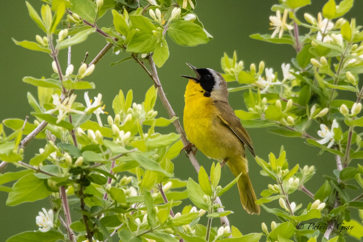 Common Yellowthroat - Patrick Gray