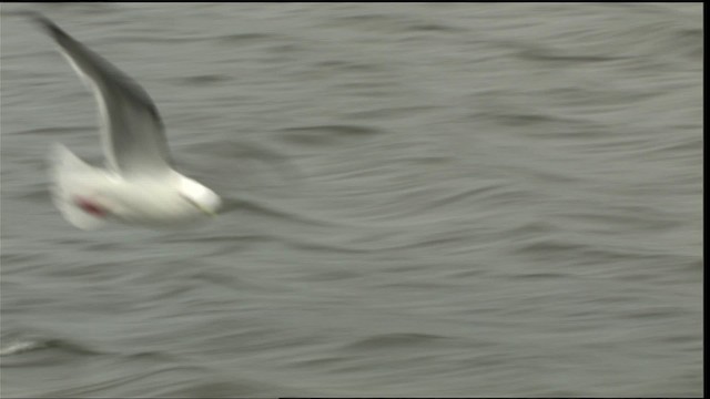 Gaviota Piquicorta - ML452419