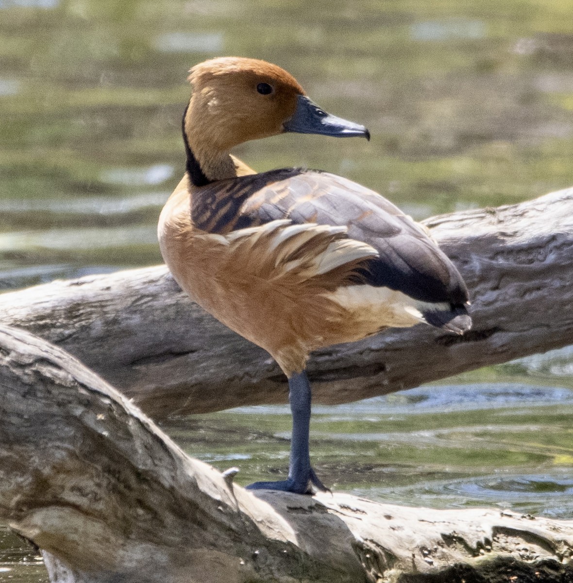 Fulvous Whistling-Duck - Patrick Gray