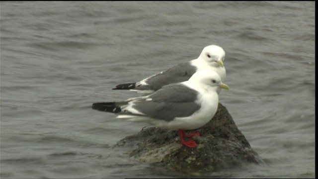 Red-legged Kittiwake - ML452420