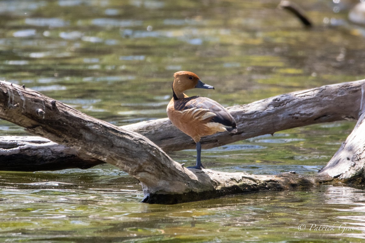 Fulvous Whistling-Duck - Patrick Gray