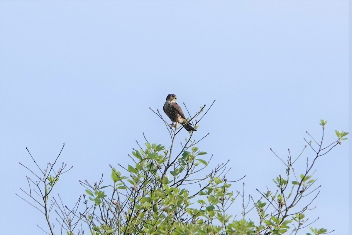 Faucon émerillon - ML452420901