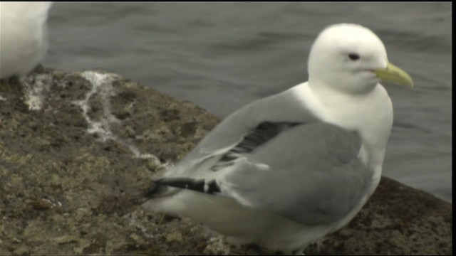 Black-legged Kittiwake (pollicaris) - ML452421