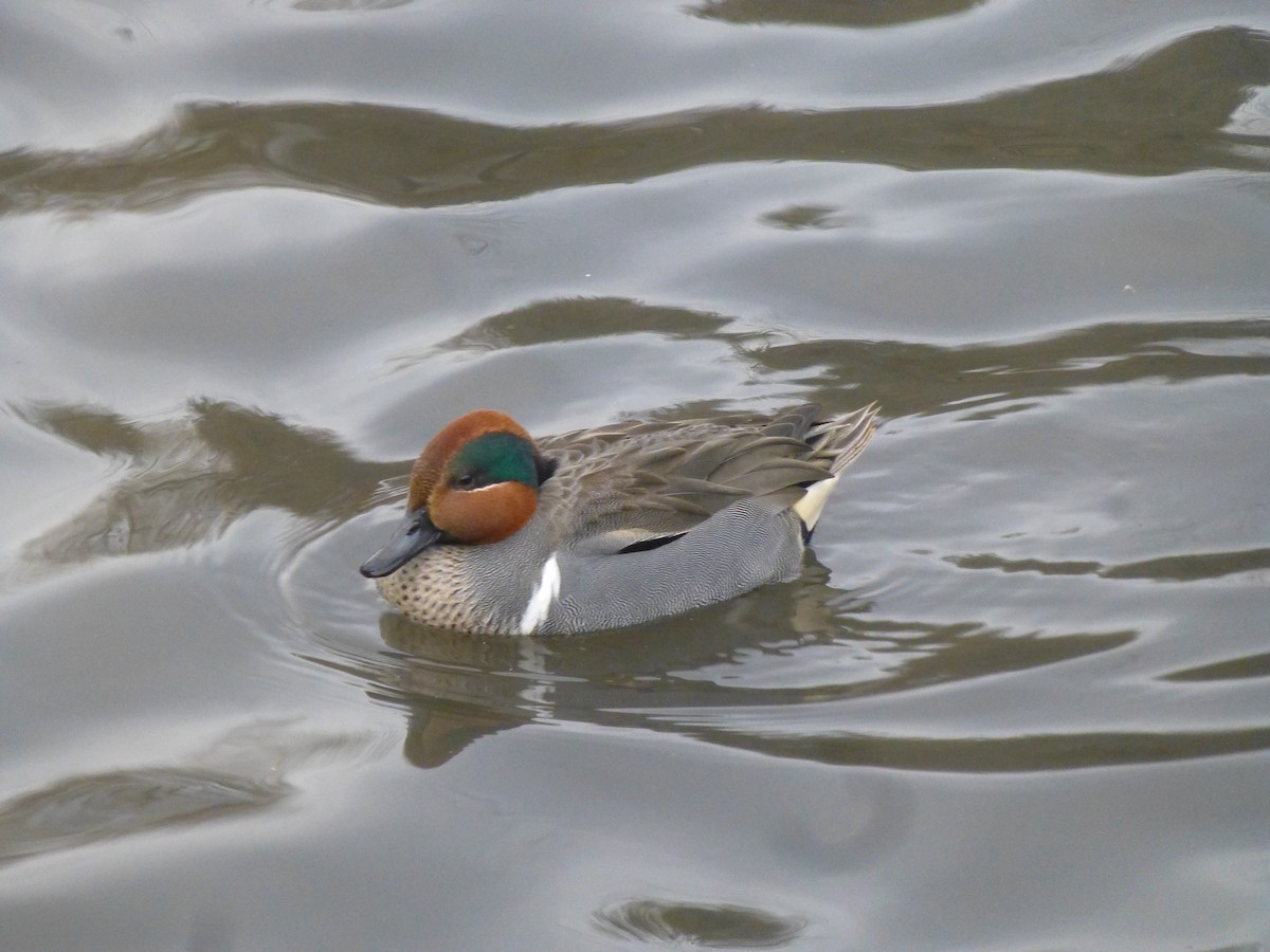 Green-winged Teal (American) - ML45242121
