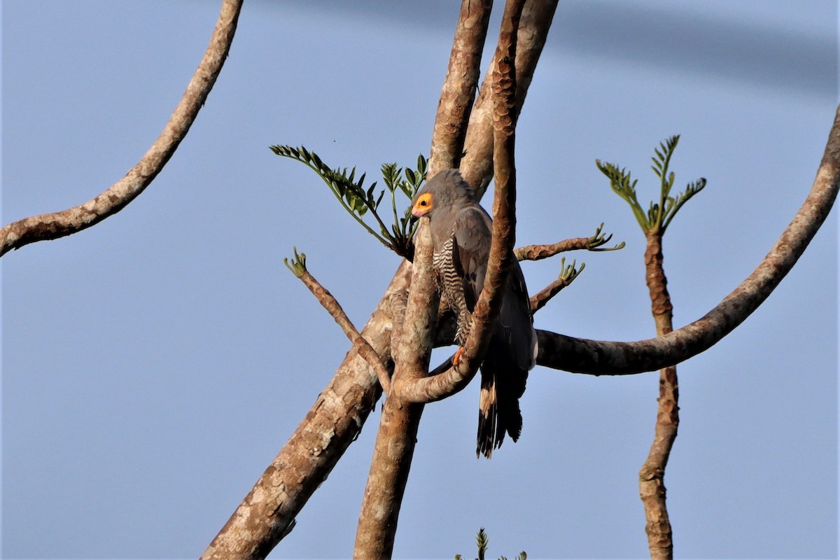 African Harrier-Hawk - ML452421321
