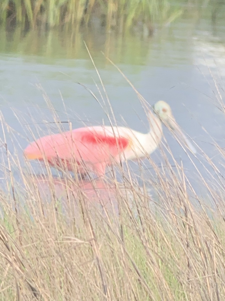 Roseate Spoonbill - Patrick Lister