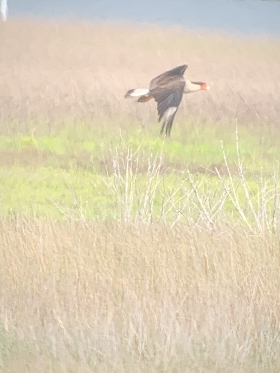 Crested Caracara - Patrick Lister