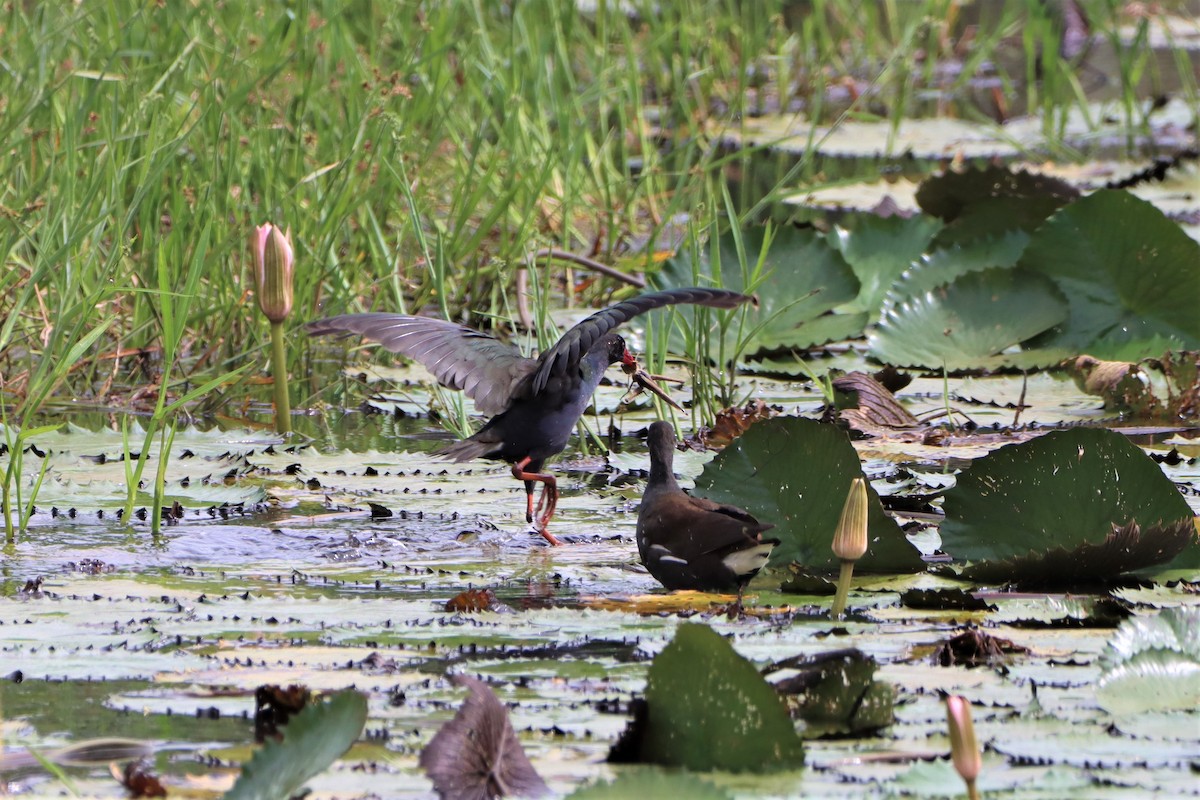 Allen's Gallinule - ML452422681