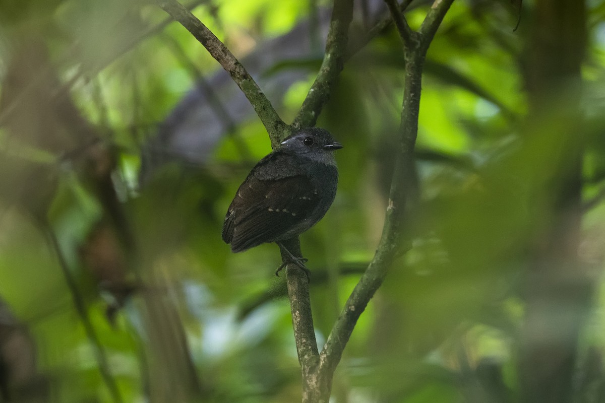 Ash-throated Gnateater - ML452422801