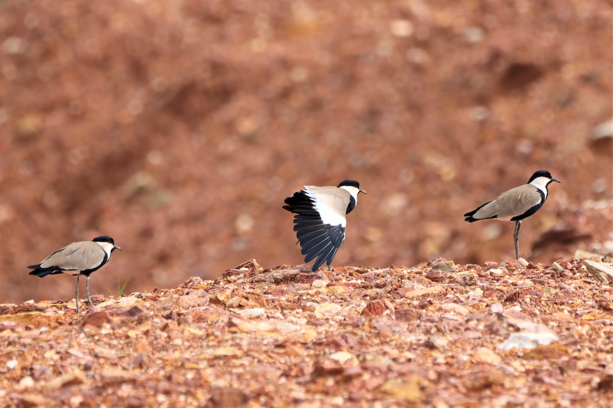 Spur-winged Lapwing - ML452422821