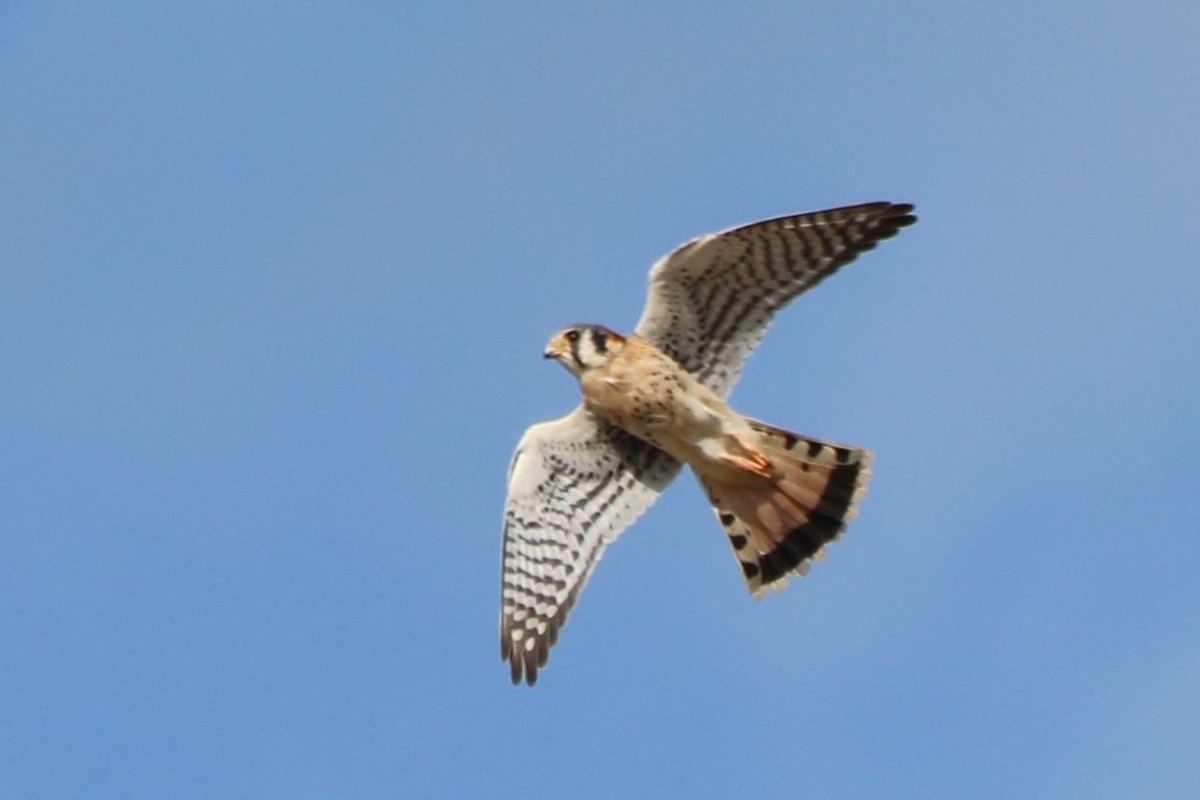 American Kestrel - ML452422841