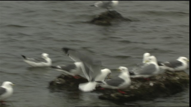 Red-legged Kittiwake - ML452423