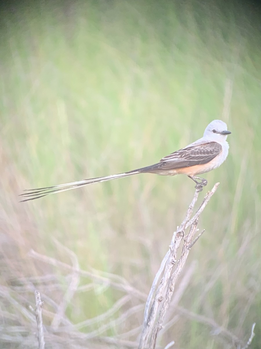 Scissor-tailed Flycatcher - Patrick Lister