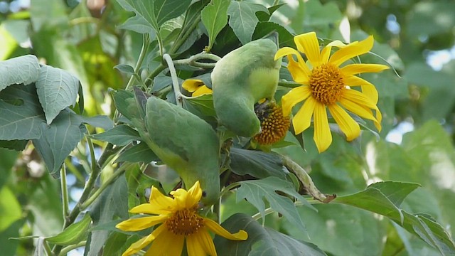 Cobalt-rumped Parrotlet - ML452423951