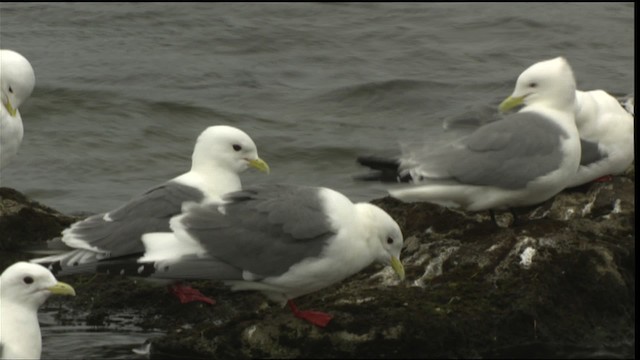 Red-legged Kittiwake - ML452424