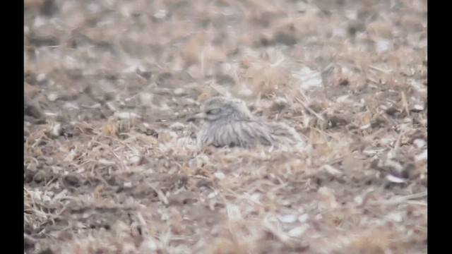 Eurasian Thick-knee - ML452424241