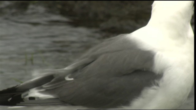 Red-legged Kittiwake - ML452425