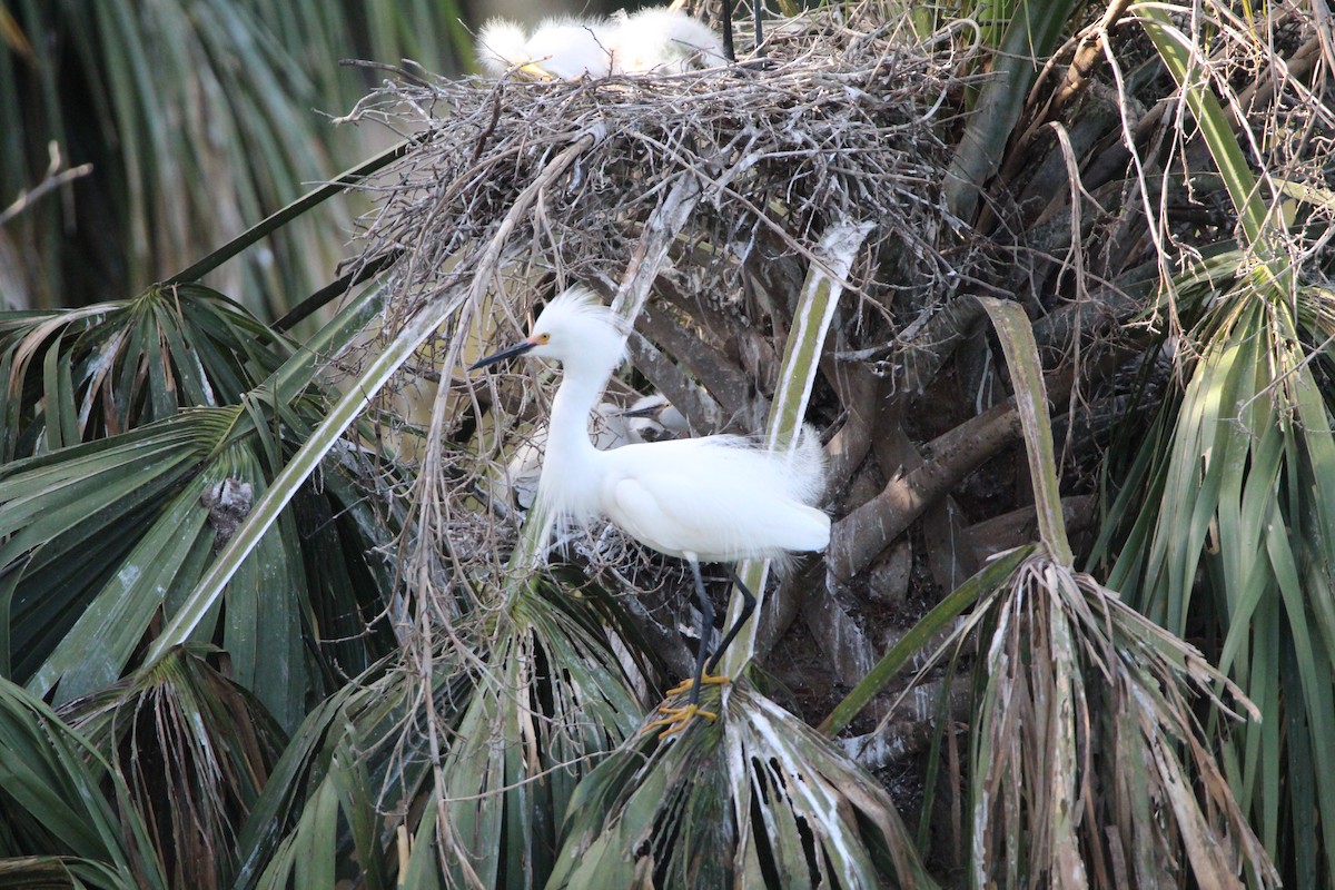 Snowy Egret - ML452425671