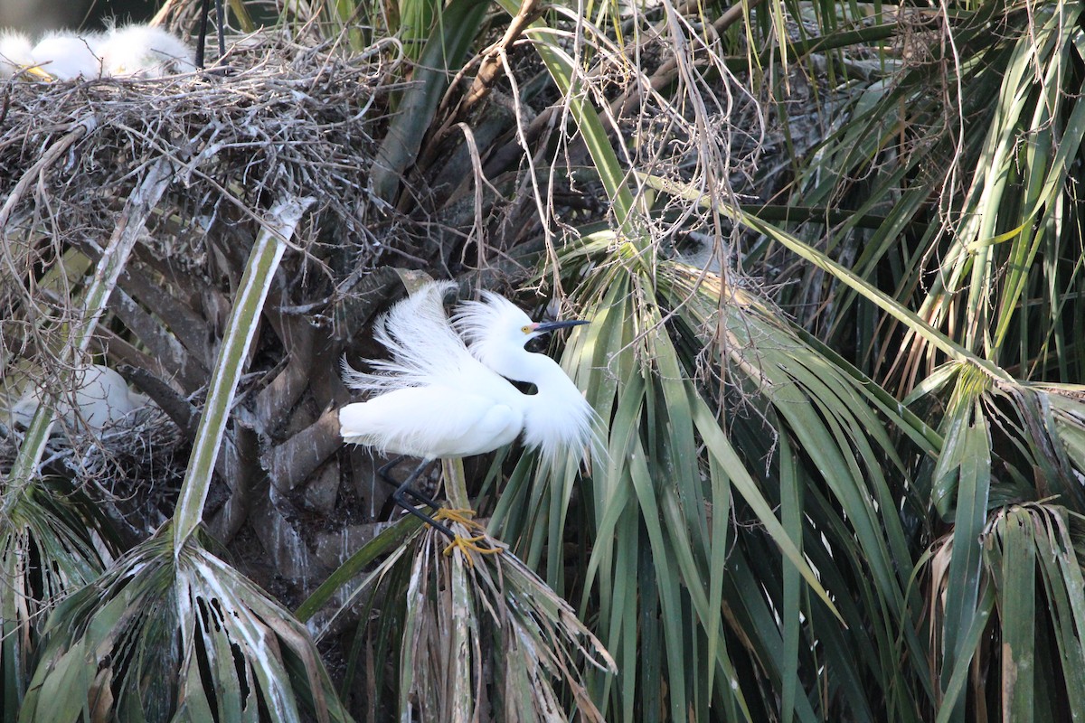 Snowy Egret - ML452425731