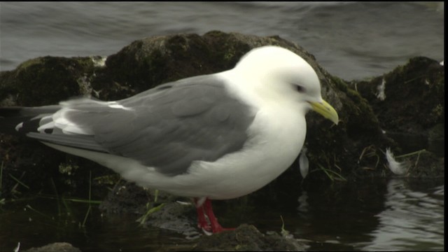 Gaviota Piquicorta - ML452426