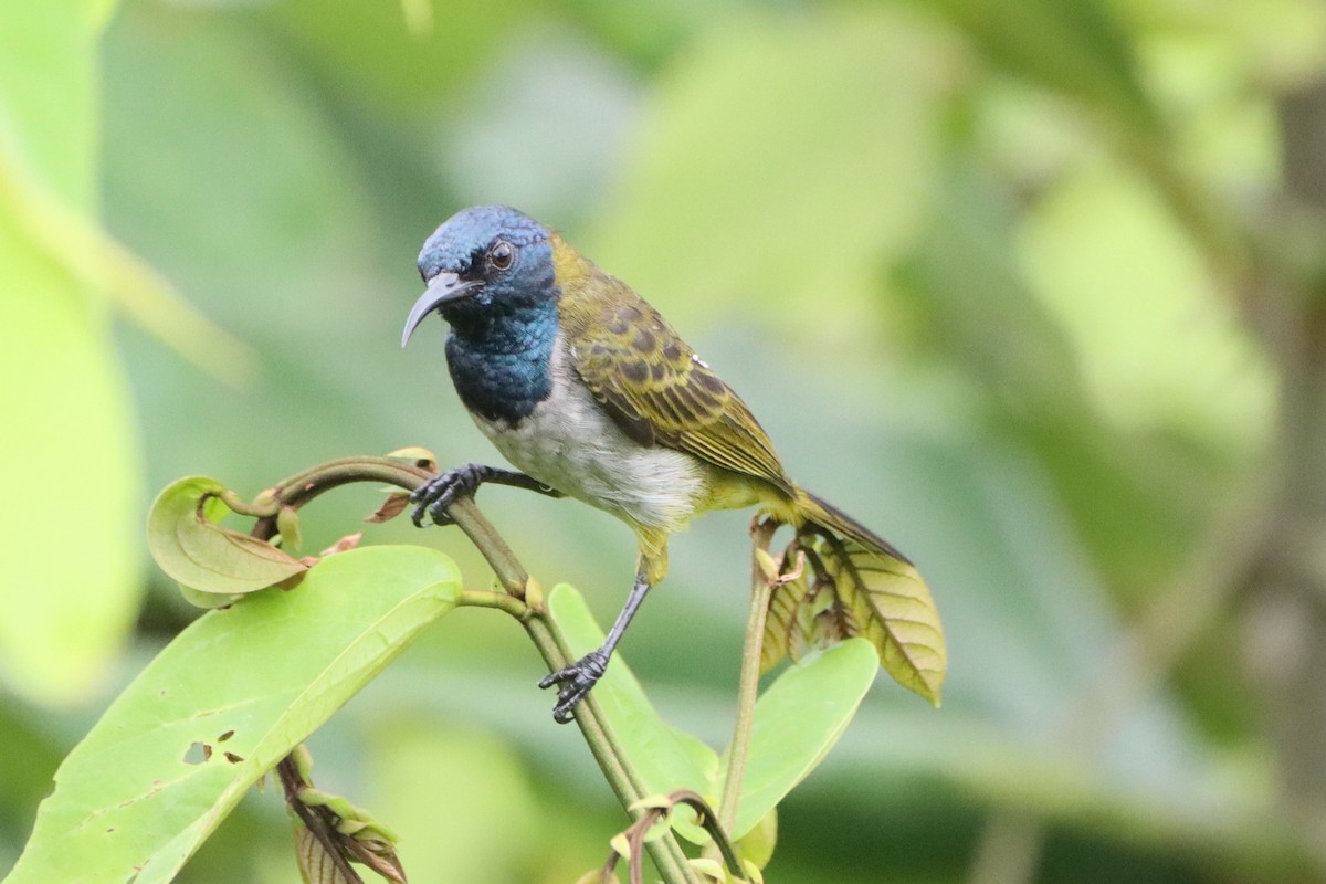 Reichenbach's Sunbird - ML452426241