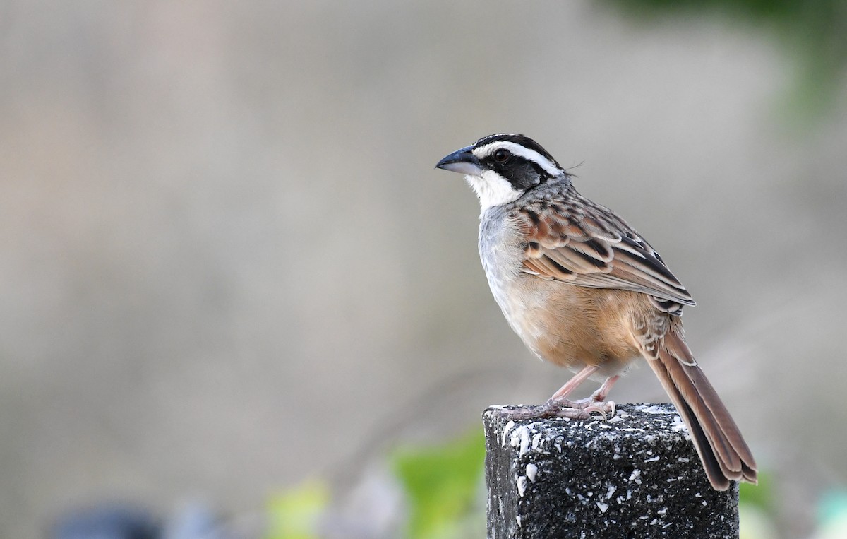 Stripe-headed Sparrow - ML452426501