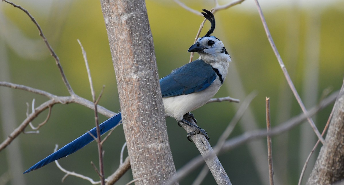White-throated Magpie-Jay - ML452426741