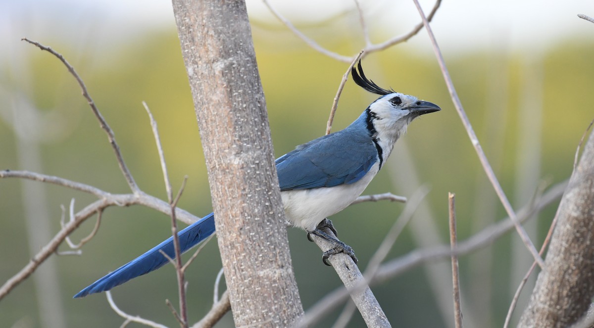 White-throated Magpie-Jay - ML452426781