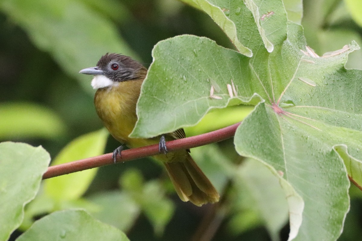 Red-tailed Greenbul - ML452427161