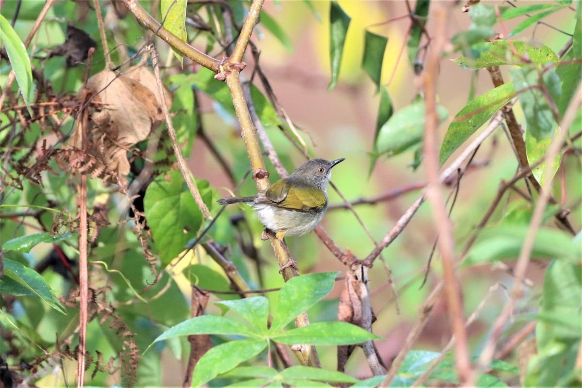 Green-backed Camaroptera (Gray-backed) - Erwin Van de Put