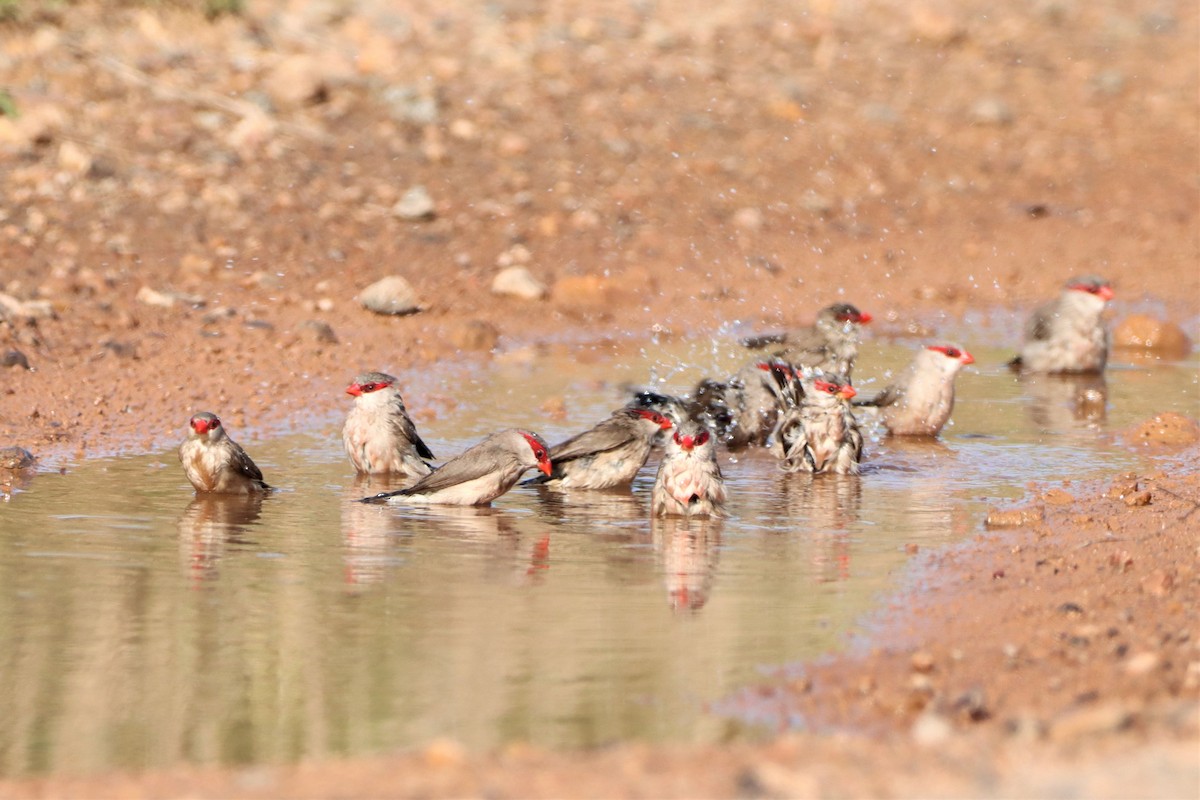 Black-rumped Waxbill - ML452430661
