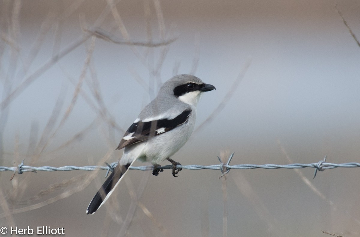 Loggerhead Shrike - Herb Elliott