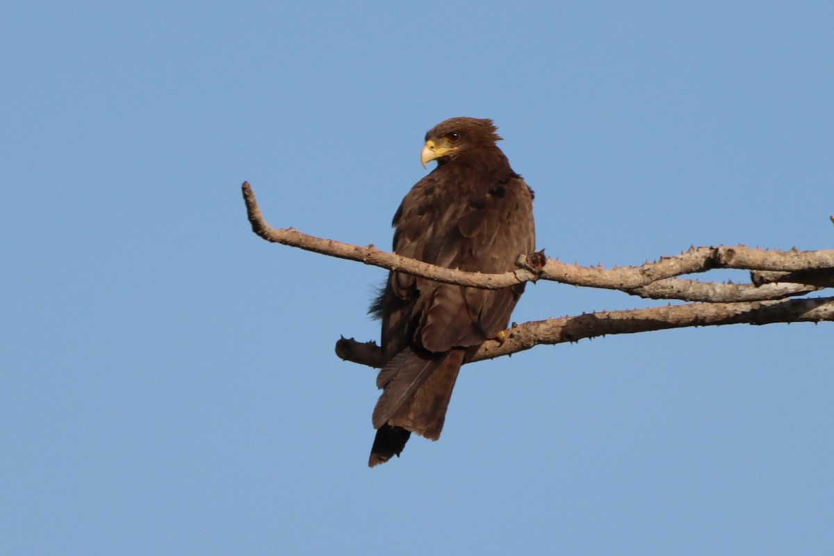 Black Kite (Yellow-billed) - ML452431241