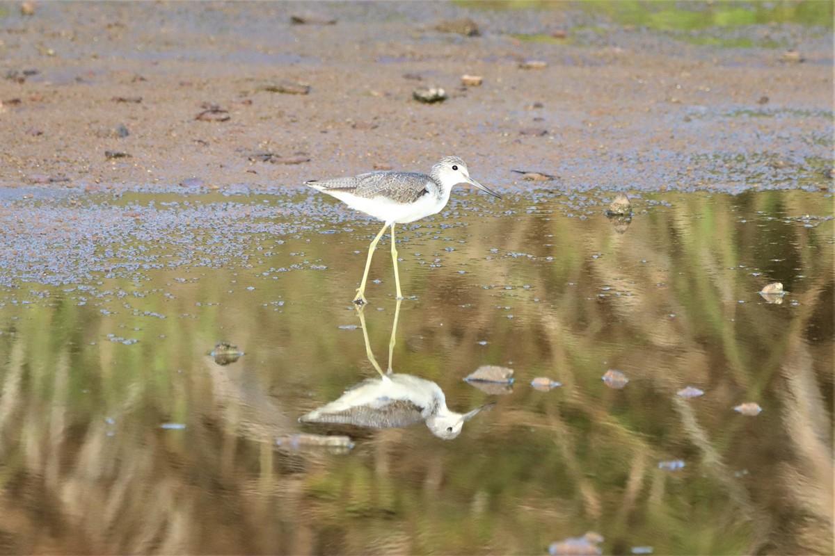 Common Greenshank - ML452431911
