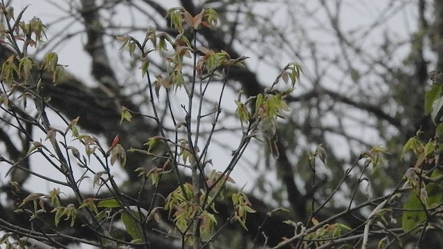 Black-throated Parrotbill - ML452433311