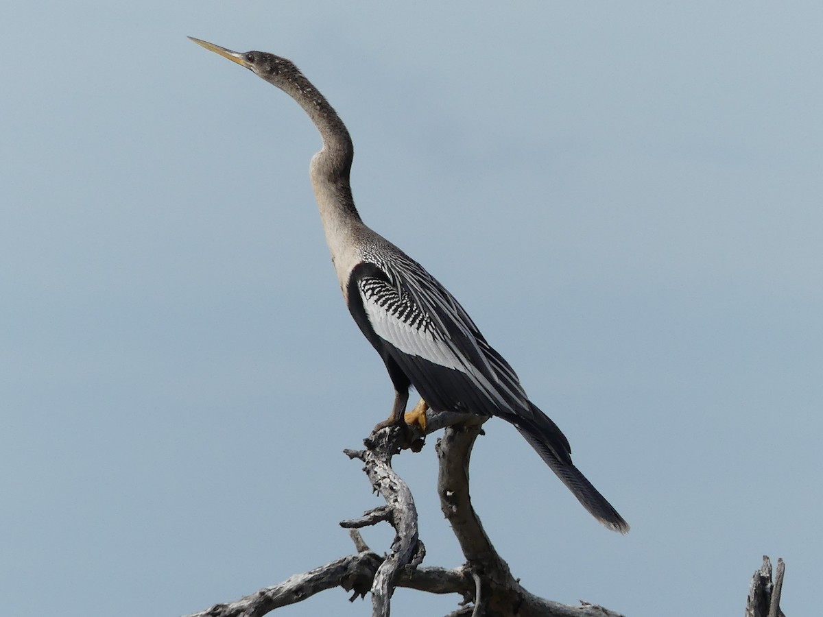 anhinga americká - ML452434241