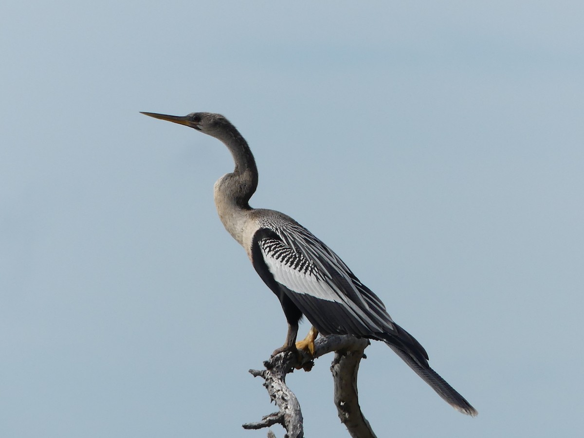 アメリカヘビウ - ML452434281