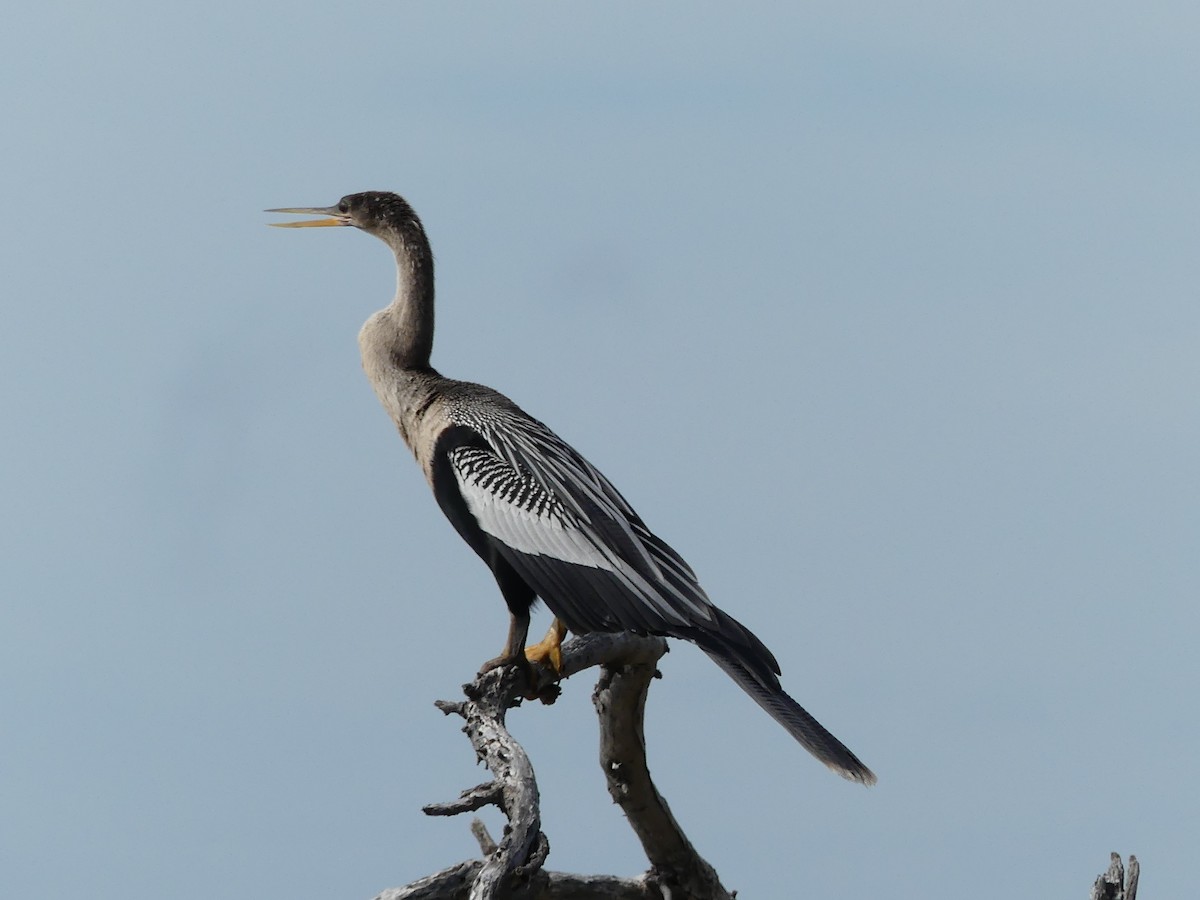 anhinga americká - ML452434491