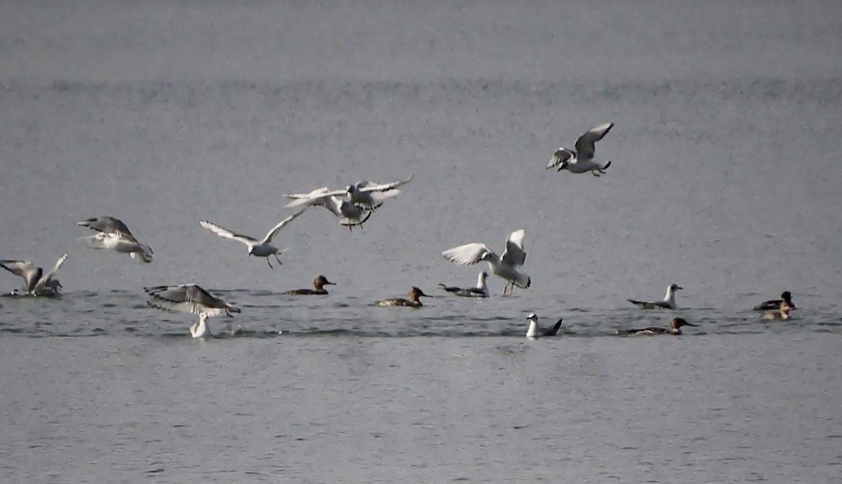 Сэвгэр бохио - ML452434871