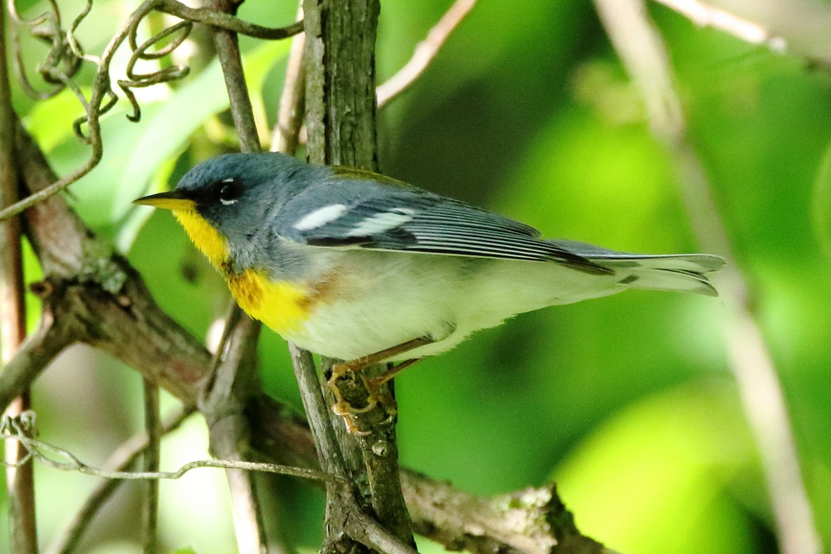 Northern Parula - ML452434951