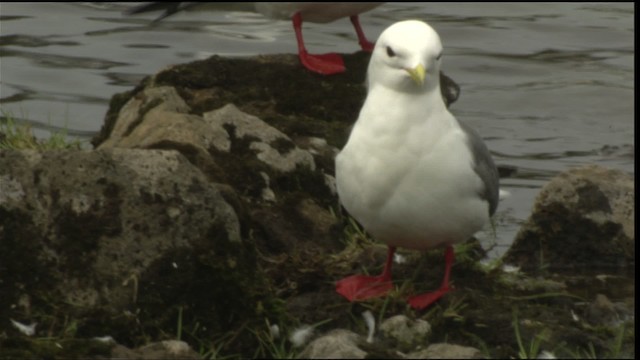 Red-legged Kittiwake - ML452435