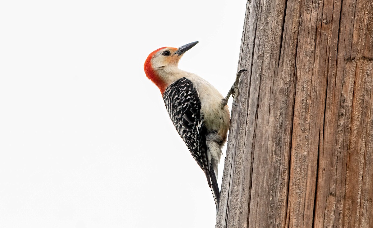 Red-bellied Woodpecker - ML452435841