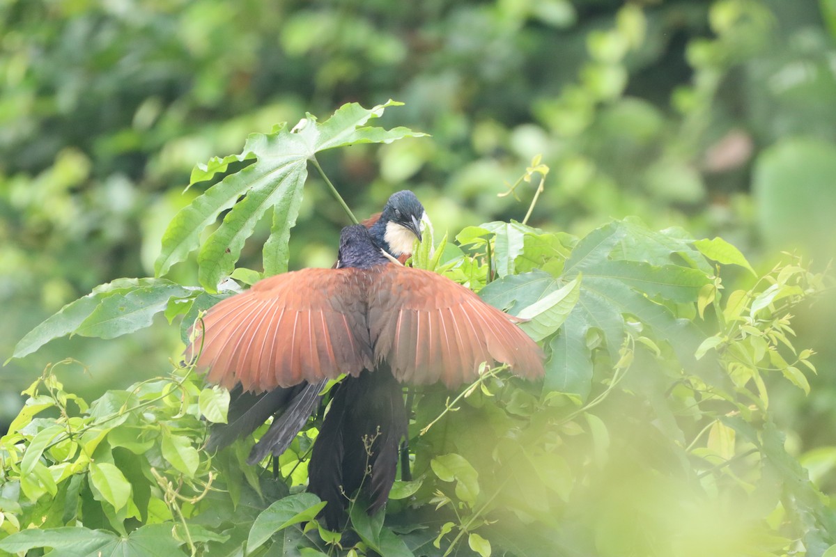 Blue-headed Coucal - ML452435961