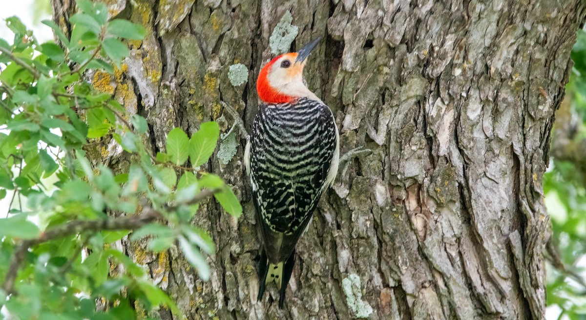 Red-bellied Woodpecker - ML452435991