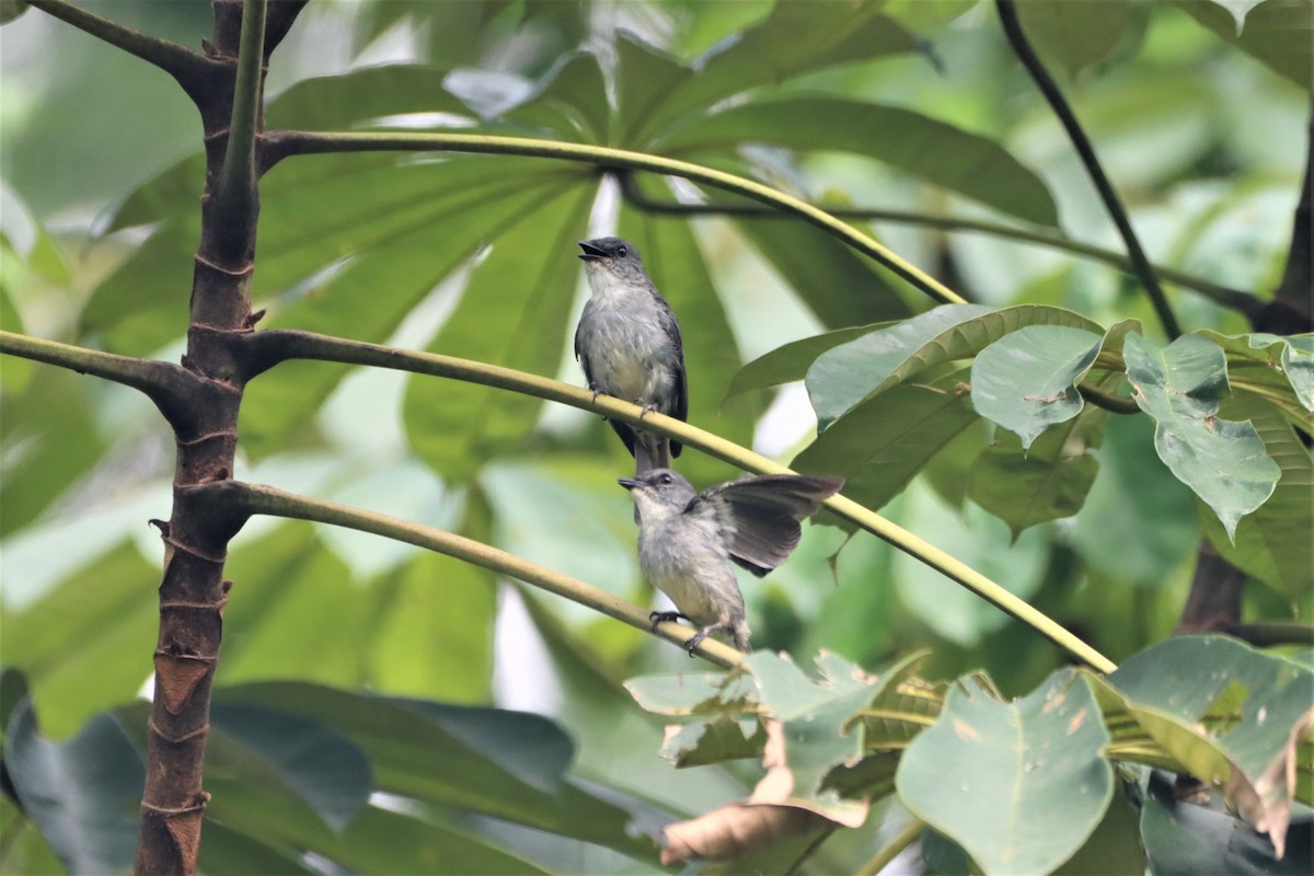 Tessmann's Flycatcher - ML452436281